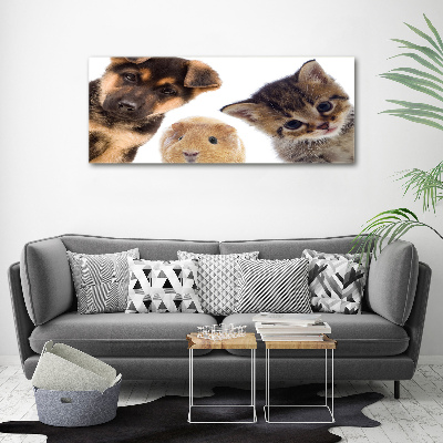 Foto quadro su tela Animali domestici