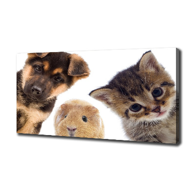 Foto quadro su tela Animali domestici
