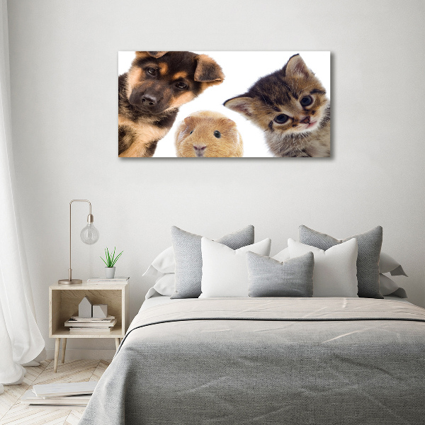 Foto quadro su tela Animali domestici