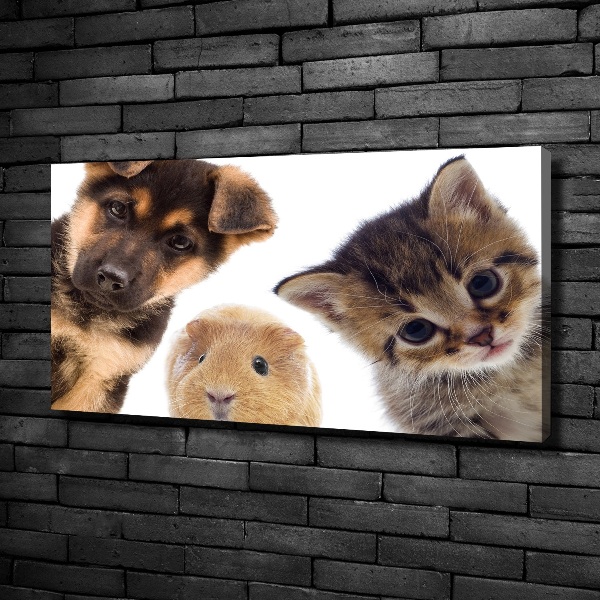 Foto quadro su tela Animali domestici