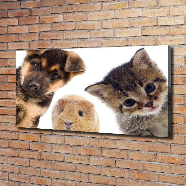Foto quadro su tela Animali domestici
