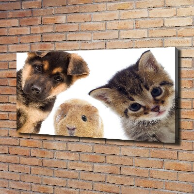 Foto quadro su tela Animali domestici