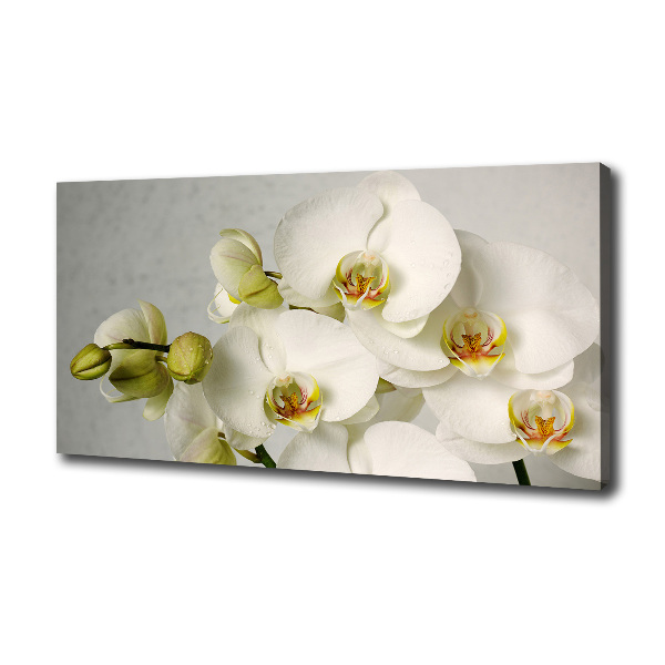 Foto quadro su tela Orchidea bianca