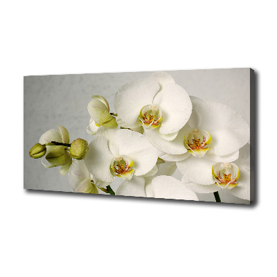 Foto quadro su tela Orchidea bianca