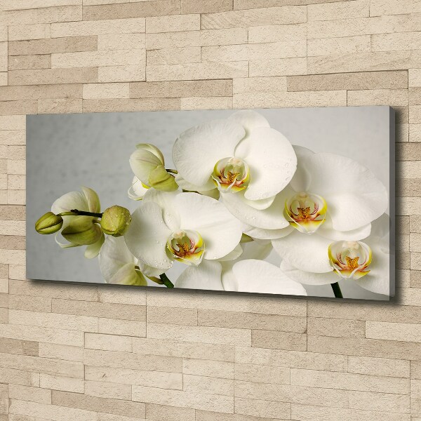 Foto quadro su tela Orchidea bianca