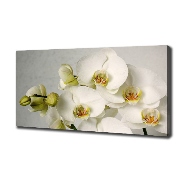 Foto quadro su tela Orchidea bianca