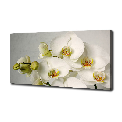 Foto quadro su tela Orchidea bianca