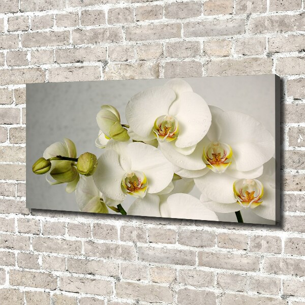 Foto quadro su tela Orchidea bianca