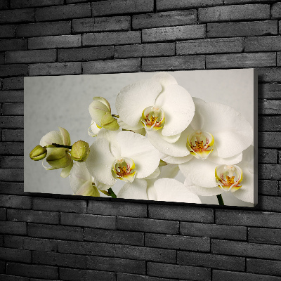 Foto quadro su tela Orchidea bianca