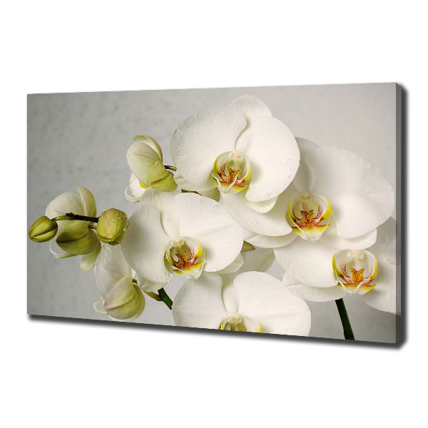 Foto quadro su tela Orchidea bianca