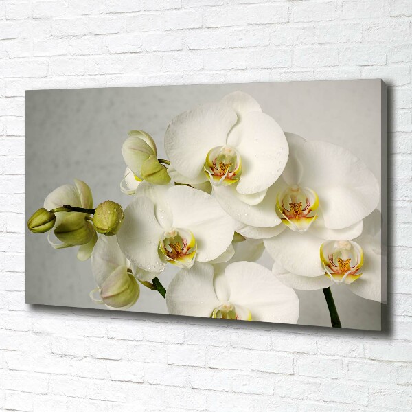 Foto quadro su tela Orchidea bianca