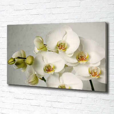 Foto quadro su tela Orchidea bianca