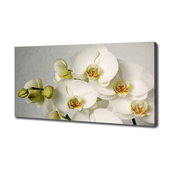 Foto quadro su tela Orchidea bianca