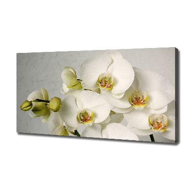 Foto quadro su tela Orchidea bianca