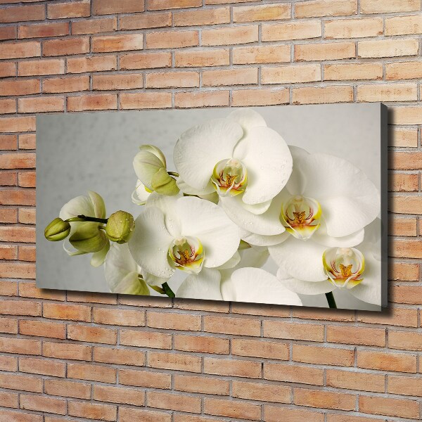 Foto quadro su tela Orchidea bianca