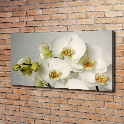 Foto quadro su tela Orchidea bianca
