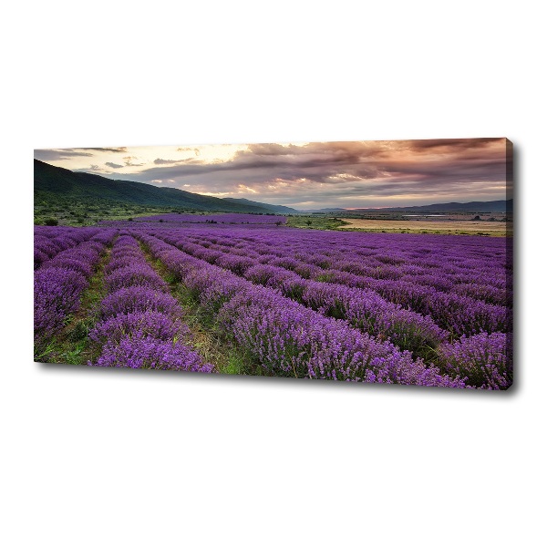 Foto quadro su tela Campo di lavanda