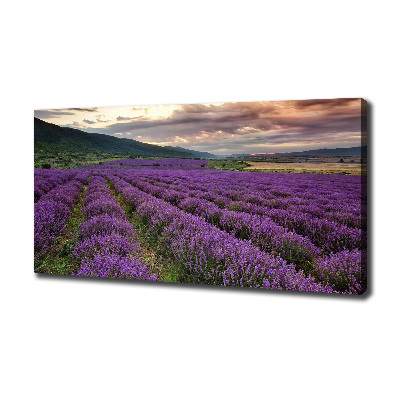 Foto quadro su tela Campo di lavanda