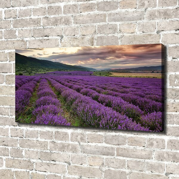 Foto quadro su tela Campo di lavanda