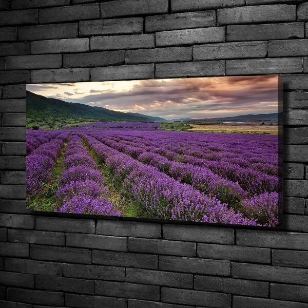 Foto quadro su tela Campo di lavanda