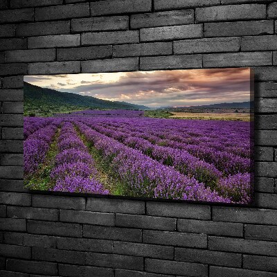 Foto quadro su tela Campo di lavanda