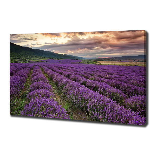 Foto quadro su tela Campo di lavanda