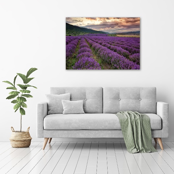 Foto quadro su tela Campo di lavanda