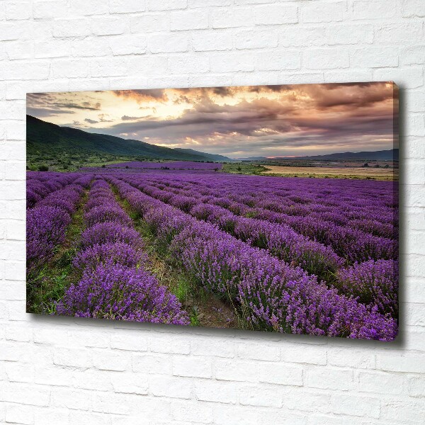 Foto quadro su tela Campo di lavanda