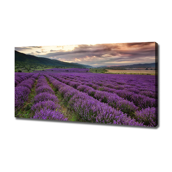 Foto quadro su tela Campo di lavanda