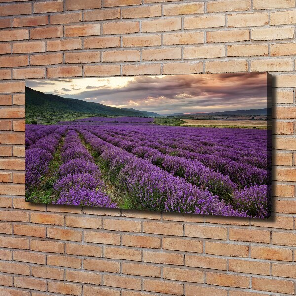 Foto quadro su tela Campo di lavanda