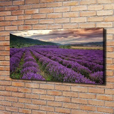 Foto quadro su tela Campo di lavanda