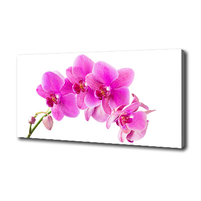Foto quadro su tela Orchidea rosa