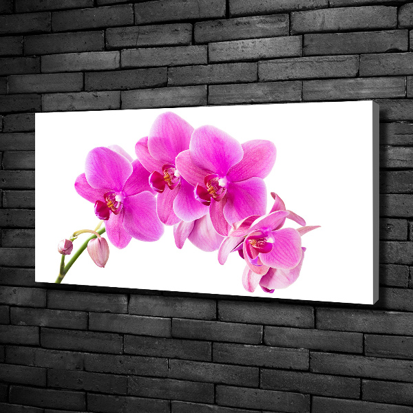 Foto quadro su tela Orchidea rosa