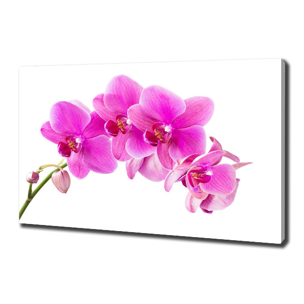 Foto quadro su tela Orchidea rosa