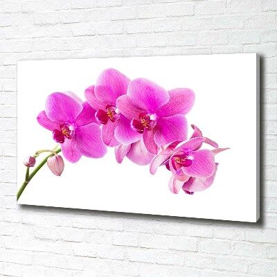Foto quadro su tela Orchidea rosa