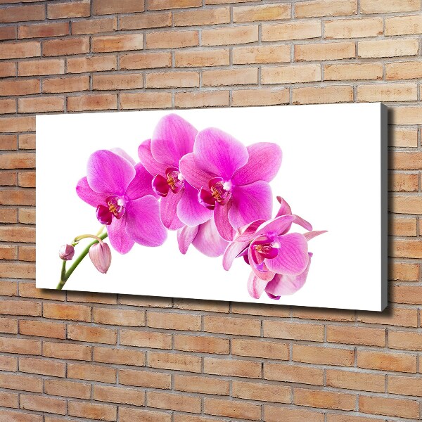 Foto quadro su tela Orchidea rosa