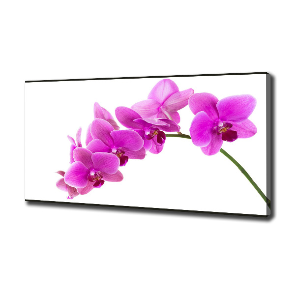 Quadro su tela Orchidea rosa