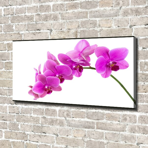 Quadro su tela Orchidea rosa