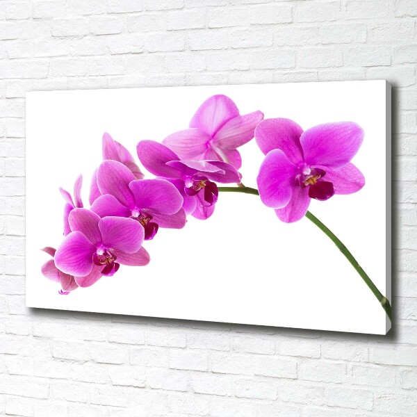 Quadro su tela Orchidea rosa