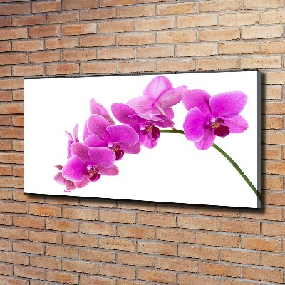 Quadro su tela Orchidea rosa