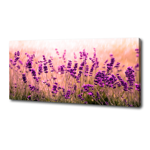 Quadro su tela Lavanda