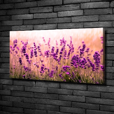 Quadro su tela Lavanda