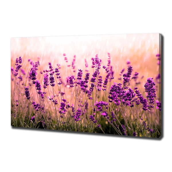Quadro su tela Lavanda