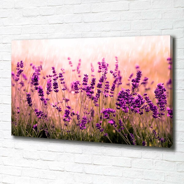 Quadro su tela Lavanda