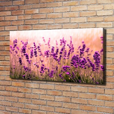 Quadro su tela Lavanda