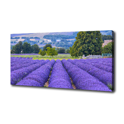 Quadro stampa su tela Campo di lavanda