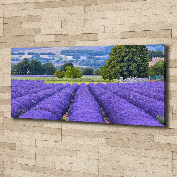 Quadro stampa su tela Campo di lavanda