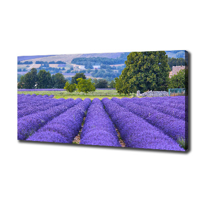 Quadro stampa su tela Campo di lavanda