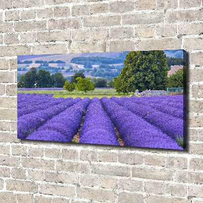 Quadro stampa su tela Campo di lavanda