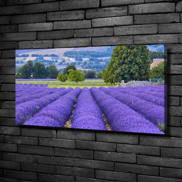 Quadro stampa su tela Campo di lavanda